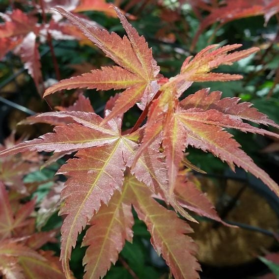 Acer palmatum 'Brown Sugar'