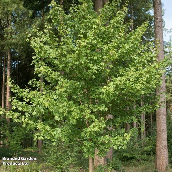 Acer campestre 'Elsrijk' (Mature Tree)