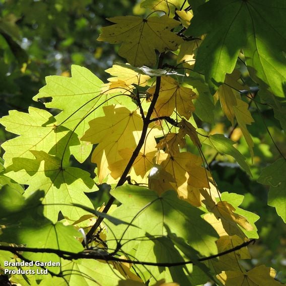 Field Maple (Mature Tree)