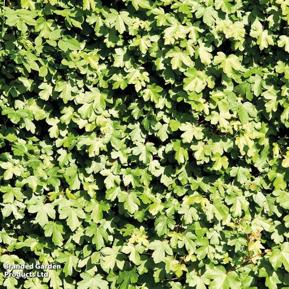 Field Maple (Mature Tree)