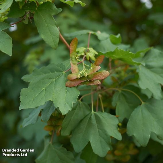Field Maple (Mature Tree)