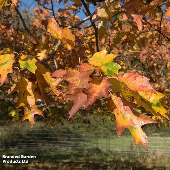 Field Maple (Mature Tree)