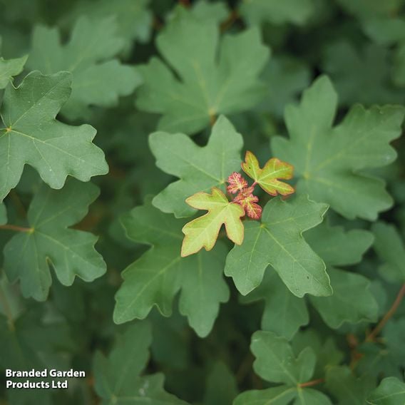 Field Maple (Mature Tree)