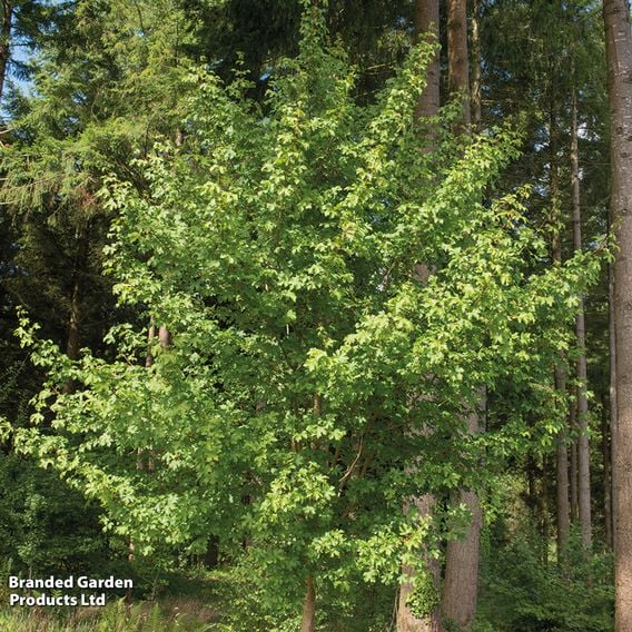 Field Maple (Mature Tree)
