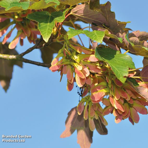 Field Maple (Mature Tree)