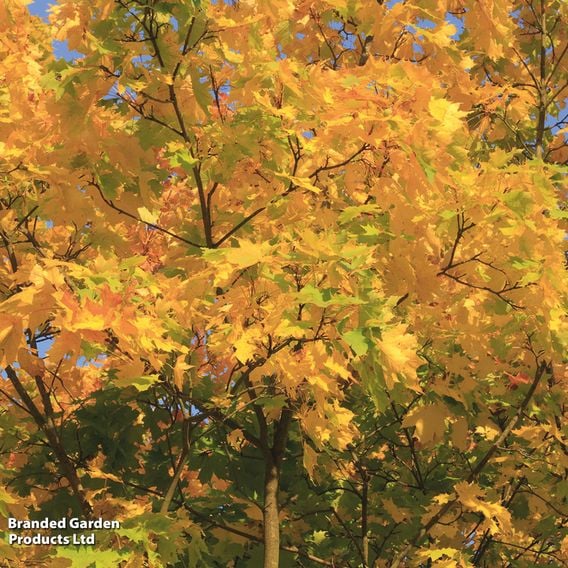 Field Maple (Mature Tree)