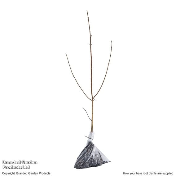 Field Maple (Hedging)