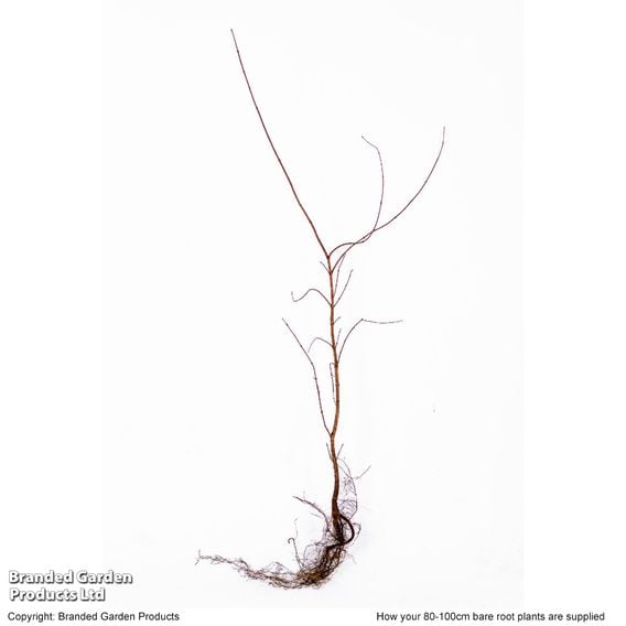Field Maple (Hedging)