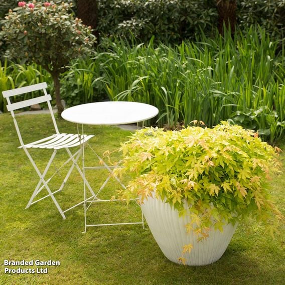 Acer palmatum 'Cascade Citrine'