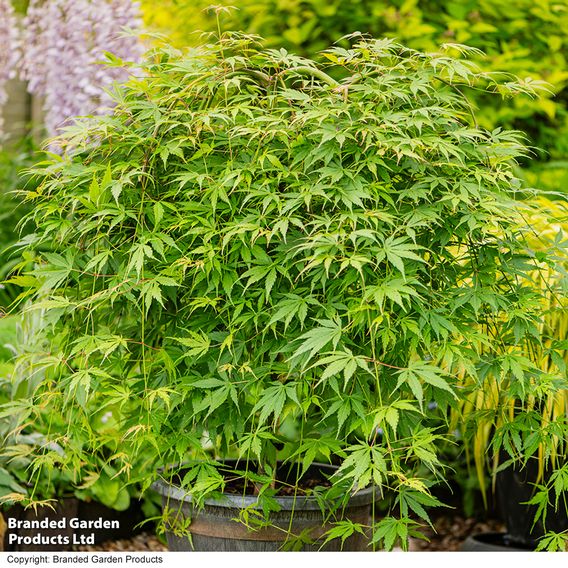 Acer palmatum 'Cascade Emerald'