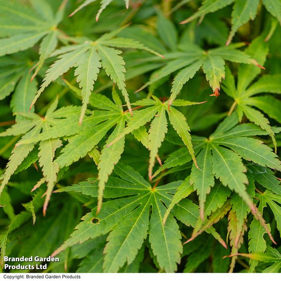 Acer palmatum 'Cascade Emerald'