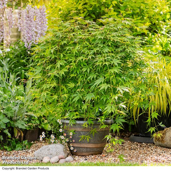 Acer palmatum 'Cascade Emerald'
