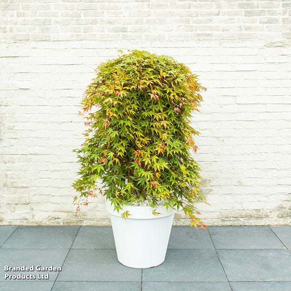 Acer palmatum 'Cascade Ruby'