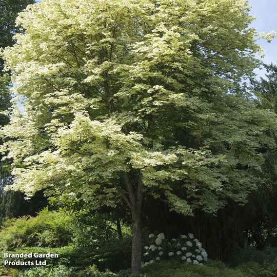 Acer platanoides 'Drummondii' (Mature Tree)