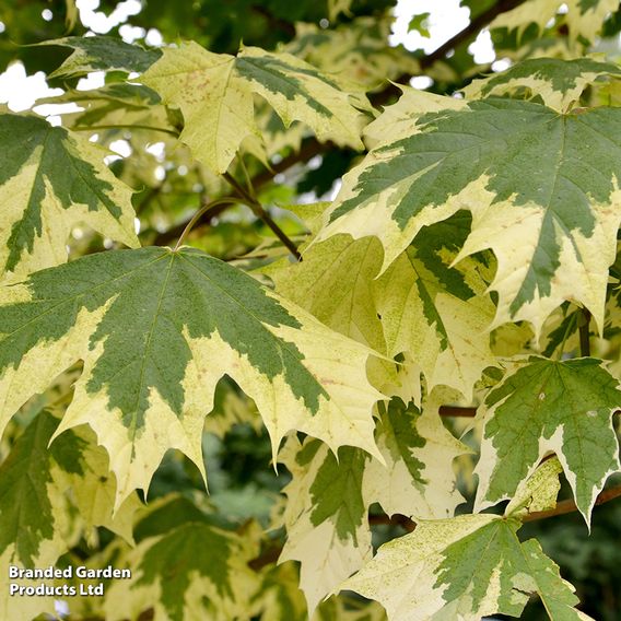 Acer platanoides 'Drummondii' (Mature Tree)