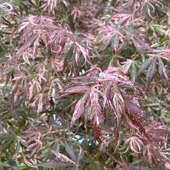 Acer palmatum 'Extravaganza'