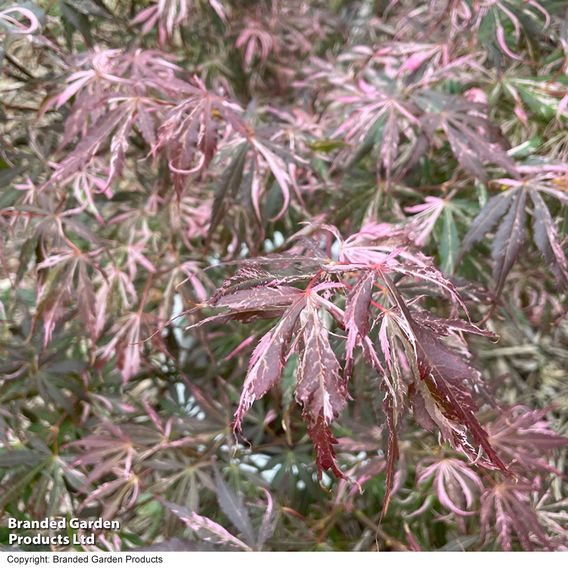 Acer palmatum 'Extravaganza'