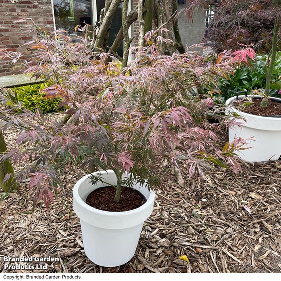 Acer palmatum 'Extravaganza'
