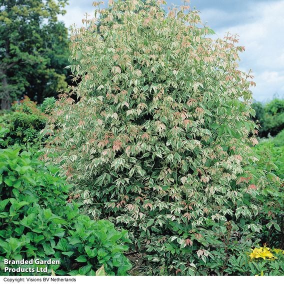 Acer negundo 'Flamingo' (Mature Tree)