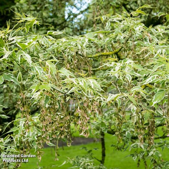 Acer negundo 'Flamingo' (Mature Tree)