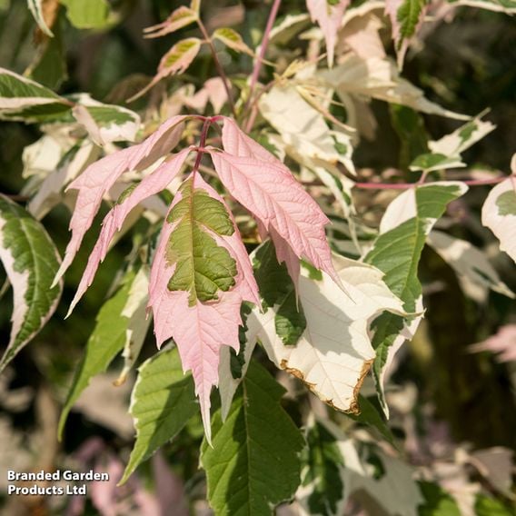 Acer negundo 'Flamingo' (Mature Tree)