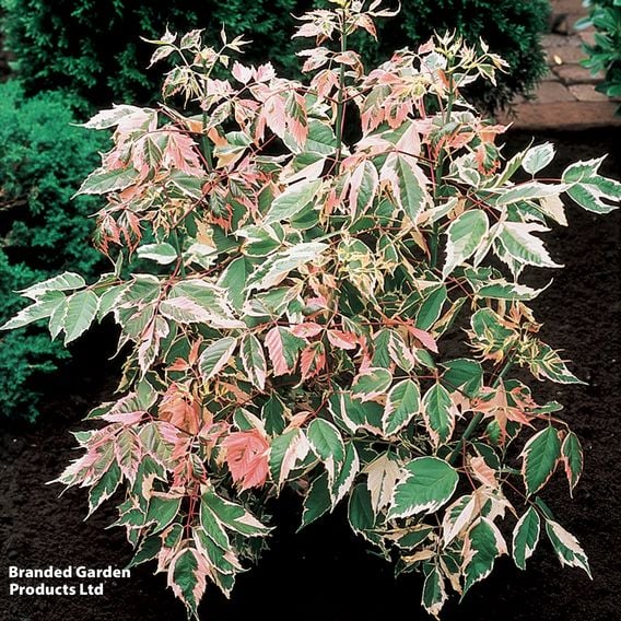 Acer negundo 'Flamingo' (Mature Tree)