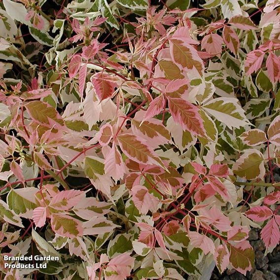 Acer negundo 'Flamingo' (Mature Tree)
