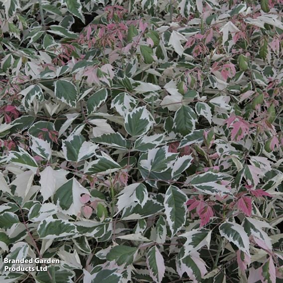 Acer negundo 'Flamingo' (Mature Tree)