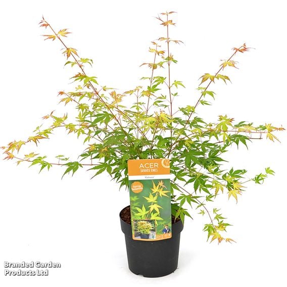 Acer palmatum 'Katsura'