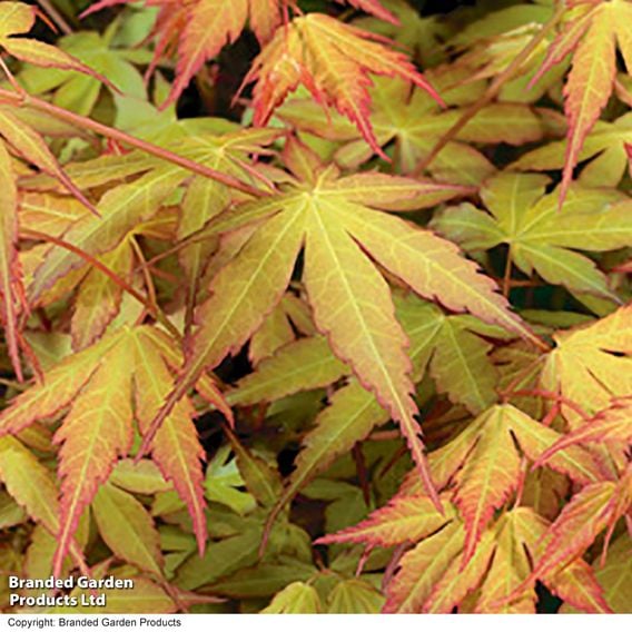 Acer palmatum 'Katsura'