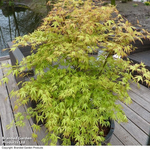 Acer palmatum 'Katsura'