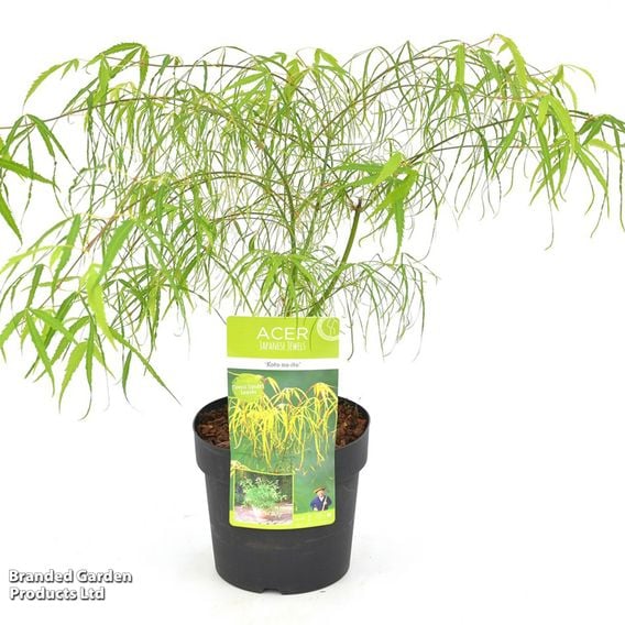 Acer palmatum 'Koto-No-Ito'
