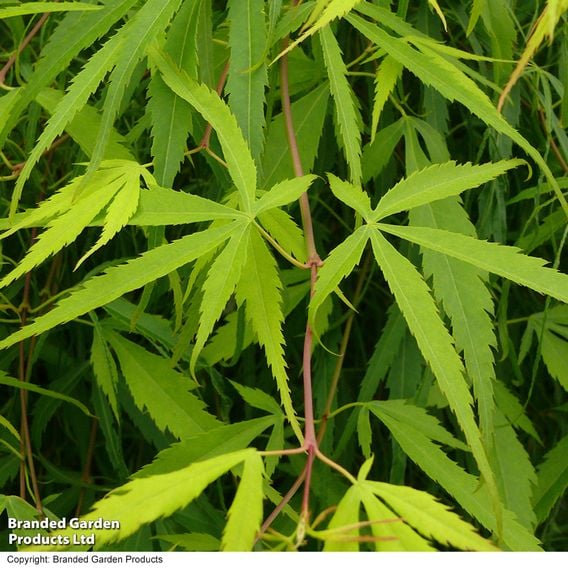 Acer palmatum 'Koto-No-Ito'
