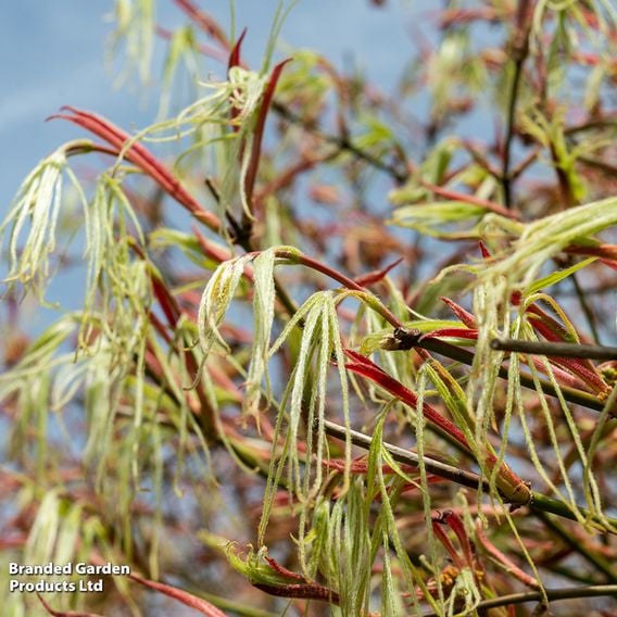 Acer palmatum 'Koto-No-Ito'
