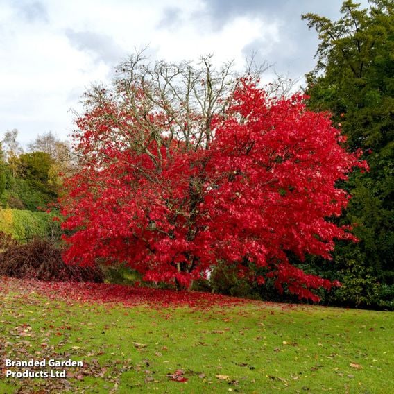 Acer rubrum 'October Glory'