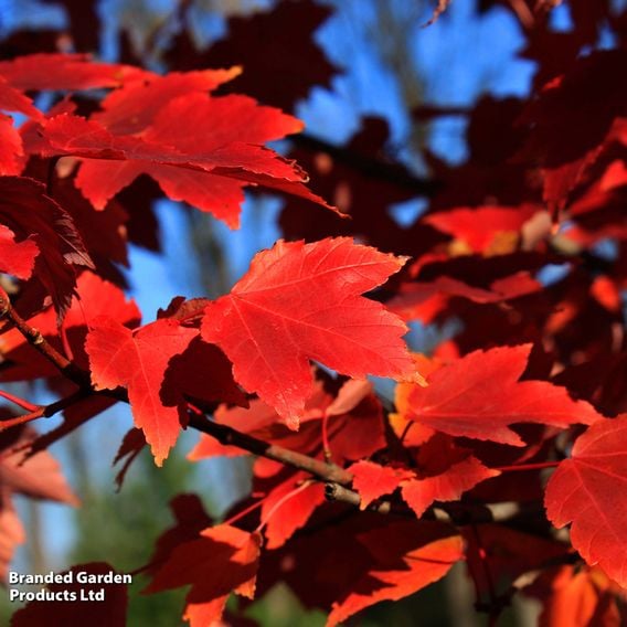 Acer rubrum 'October Glory'