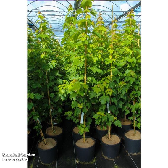 Acer rubrum 'October Glory'