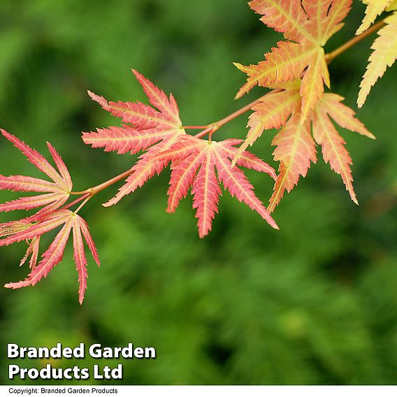 Acer palmatum 'Orange Dream'