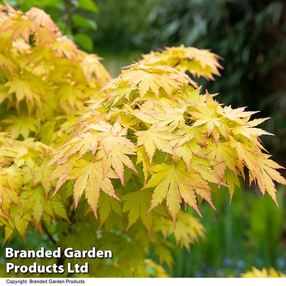 Acer palmatum 'Orange Dream'