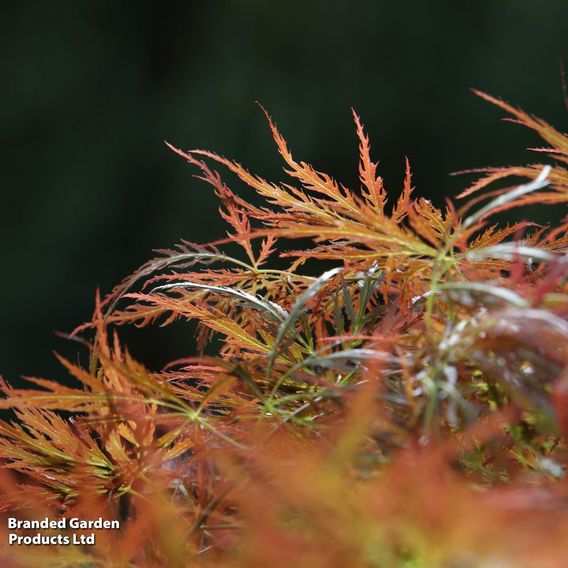 Acer palmatum 'Orange Lace'