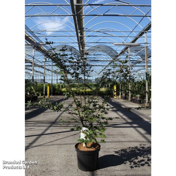 Acer palmatum 'Brown Sugar'