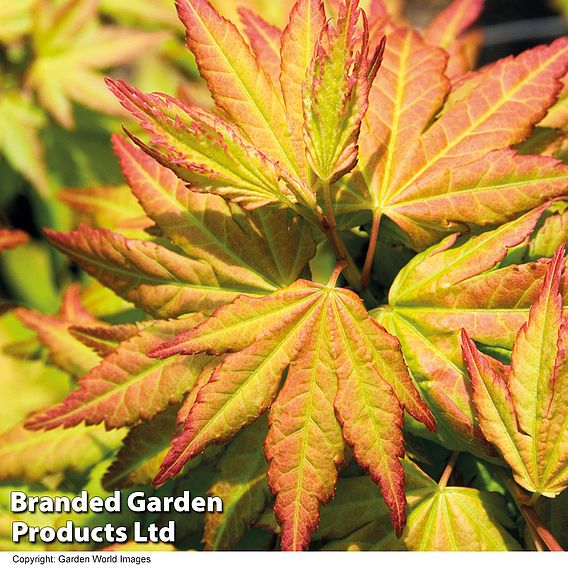 Acer palmatum 'Orange Dream'