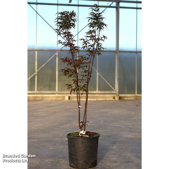 Acer palmatum 'Red Emperor'