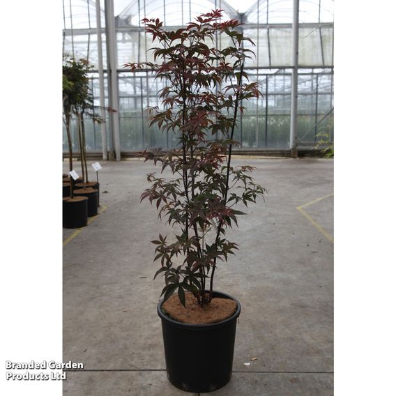 Acer palmatum 'Red Emperor'