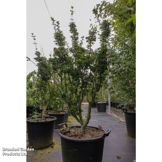 Acer palmatum 'Shishigashira'
