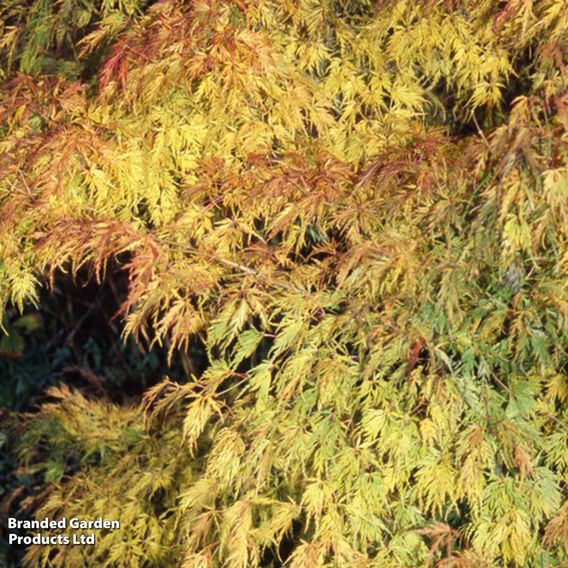 Acer palmatum 'Seiryu'