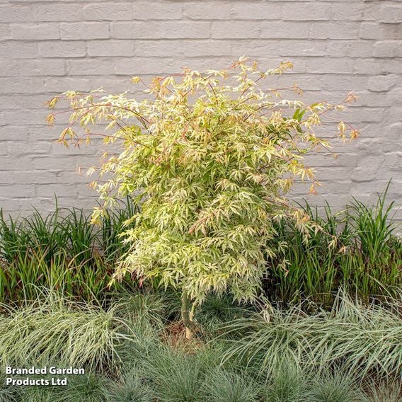 Acer palmatum 'Ukigumo'