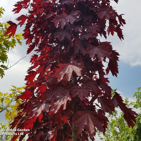 Acer platanoides 'Crimson Sentry' (Mature Tree)