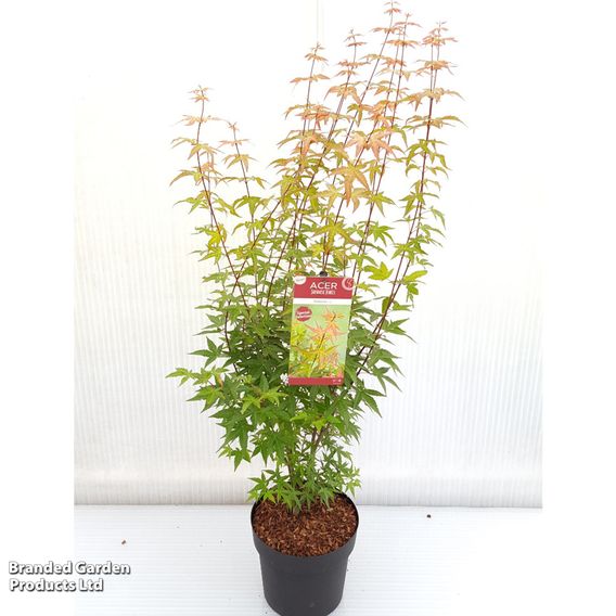 Acer palmatum 'Redwine'