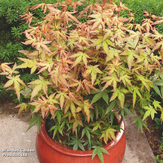 Acer palmatum 'Redwine'